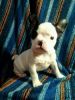 French Bulldog Puppy!!!