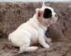 Fancy French Bulldog Puppies Available