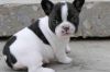Potty Trained French Bulldog Puppies.