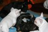French Bulldog Pup For Adoption. White And Black