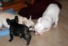 French Bulldog pups in Tennessee