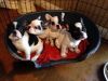 Adorable French Bulldog Puppies