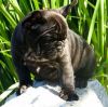Akc Male And Female French Bulldog Puppies