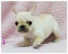 Healthy French Bulldog puppies for sale