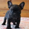 Smarted French Bulldog puppies