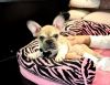Cutest French Bulldogs In South Florida All Colors