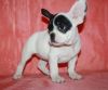 Natasha Akc French Bulldog Puppies For Sale