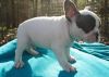 Male And Female Akc French Bulldog Puppies
