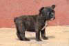 Akc Female And Male French Bulldog Puppies