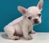 Akc Bubba French Bulldog Puppies For Sale