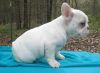 Akc Male And Female French Bulldog Puppies