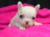 Female and Male French Bulldog puppies