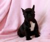 Two French Bulldog Puppies Available