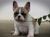 French Bulldog Puppies For Sale For New Homes