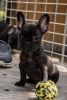 Black Female French Bulldog Puppy!!!