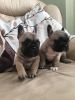 **solid Silver Blue French Bulldog Puppies***