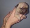 Adorable Kc Registered French Bulldog Puppies