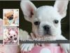 Florida-french Bulldogs-pet Safety Shipping