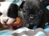 Reduced French Bulldog Pups. Kc Registered.