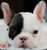 Stunning French Bulldogs!! Financing Available!!!