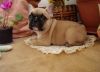 lovely french bulldog puppies $400