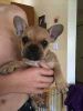 12 weeks old french bull dogs puppies for sale