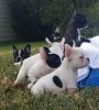 cute french bulldogs available