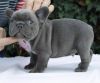 Blue male french bulldogs