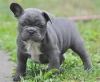Beautiful French Bulldog Puppies Available