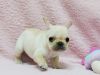 Absolutely stunning tiny French Bulldog Puppies