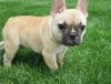 Cute french bulldogs for re-homing