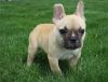 Healthy looking french bulldogs