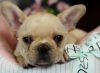Adorable Mini Frenchies -pet Safety Shipping!!!