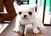 tea cup french bull dog pups