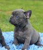 beautiful French Bulldogs puppies for sale