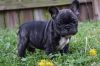 Sweet and playful French bulldog pups