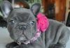 Super adorable Teacup French Bulldog Puppies