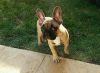 French bulldog puppy looking for home