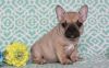 Succulent French Bulldog puppies