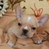 Lovely French Bulldog Puppies for adoption