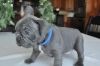 Akc Healthy French Bulldog Puppies Available
