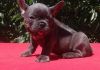 Affordable French bulldog puppies
