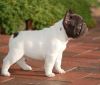 Tofrench bulldog puppies Available