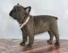 Male and female french Bulldogs for Adoption