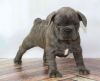 (Registered Purebred) french Bulldog Puppies