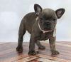 Male And Female french bulldog puppies.