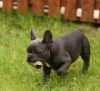 We have some beautiful french bulldog puppies