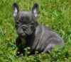 Potty Trained french bulldog Puppies