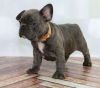 Healthy and adorable french bulldog