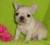 Top Male And Female French Bulldog Puppies